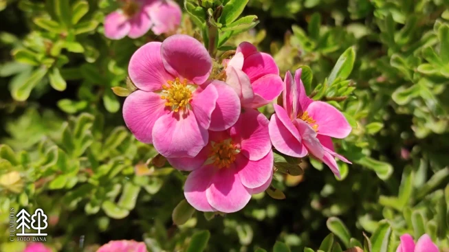 Potentilla fruticosa    'Pink Paradise' = 'Kupinpa'